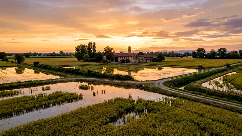 Golden rice fields and a farmhouse in the countryside south of Milan